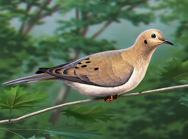 Mourning Dove, digital artwork by Christopher Johnson.